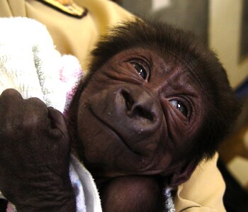 10 days old - Baby Western Lowland Gorilla